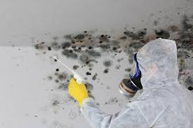 Best Real Estate Mold Inspection in USA